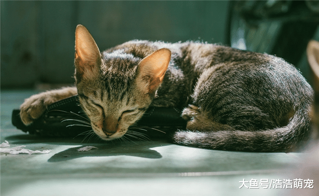 猫咪晚上不睡觉该咋办？试试下面5个办法，它就不会那么“野”了