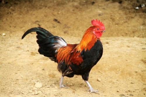 雜交水稻你聽得多，那雜交雞，你又聽說過沒？