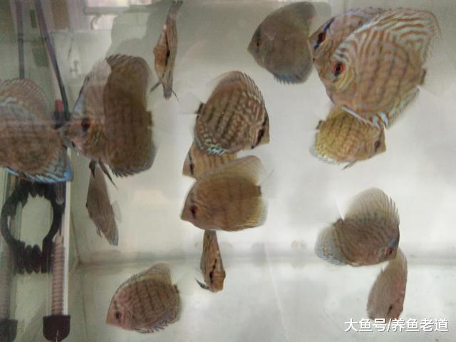 就因为缺少了这些反向操作，我们饲养的观赏鱼，患病总是久治不愈