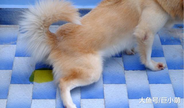 狗狗尿路感染，是怎么引起的？注意8个方面可以降低患病几率