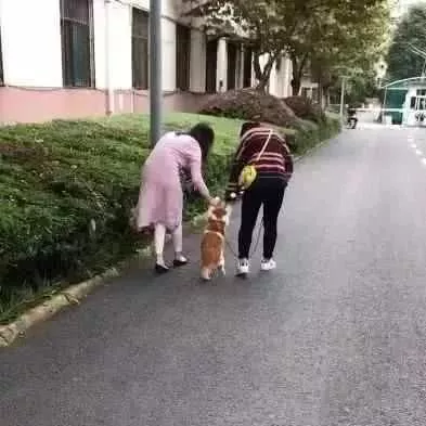 橘猫拒绝被遛，宠主直接牵着它走路，猫：我能怎么办，我也很绝望