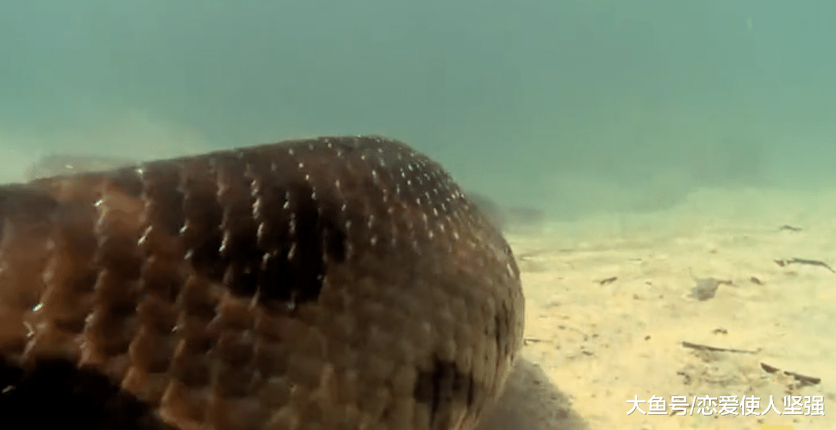 巨无霸水蟒对鳄鱼的猎杀，这水蟒口味独特，喜欢有嚼劲的！