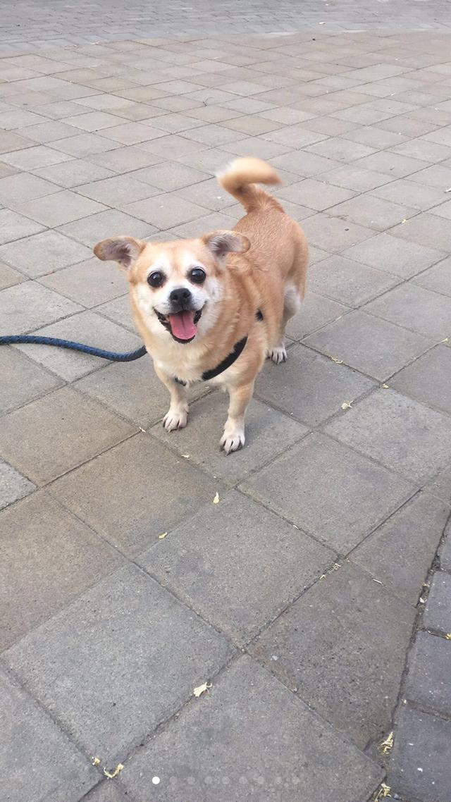 天津蓟县莲花岭富源山庄农家院寻找黄白色吉娃娃串