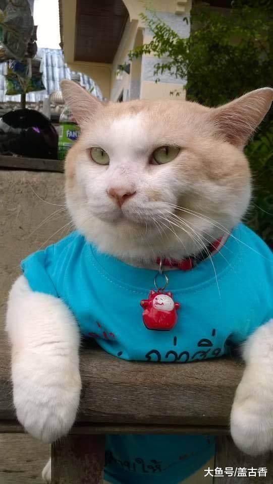 奶奶给猫咪做了件衣服，穿上后路人看见说的话，让主人笑喷