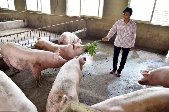 养殖户可以高兴了,鸡猪价格往上冲,毛鸡涨4毛,毛猪涨3毛