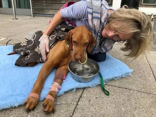 狗狗吃蛋糕八天后死亡，养只狗，并不比养小孩要容易...