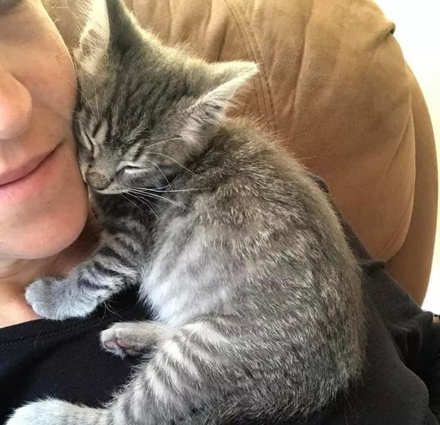 流浪猫咪与主人温馨的故事，爱很纯粹，你对我好，我便默默守护你