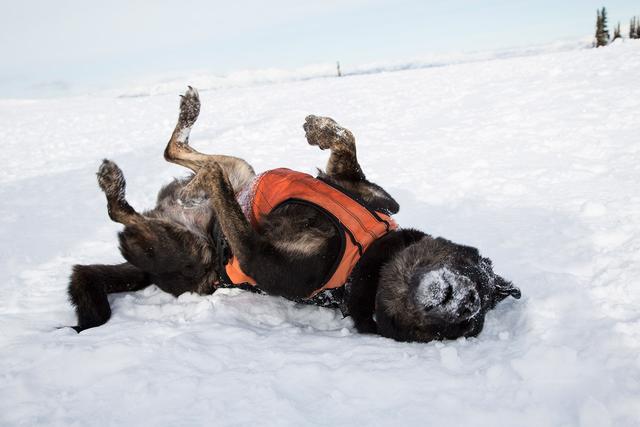 美國隊長獻聲，拍紀錄片記錄英雄狗狗的生活，看它們用超能力救人