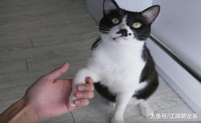 猫咪喜爱主人的十个表现，快看看自己的猫中了几条