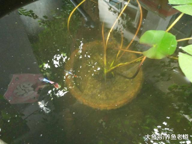盛夏季节孔雀鱼苗想要长得快，我们只需要一个小水缸