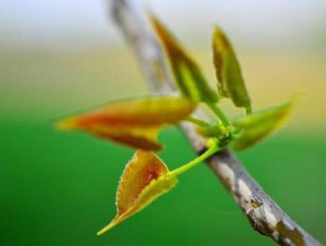 農村里的變廢為“寶”：楊樹芽有巨大商機，卻是因為它？