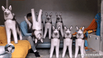 家里突然多了10只哈士奇，二哈有什么反应？胆子也太小了吧