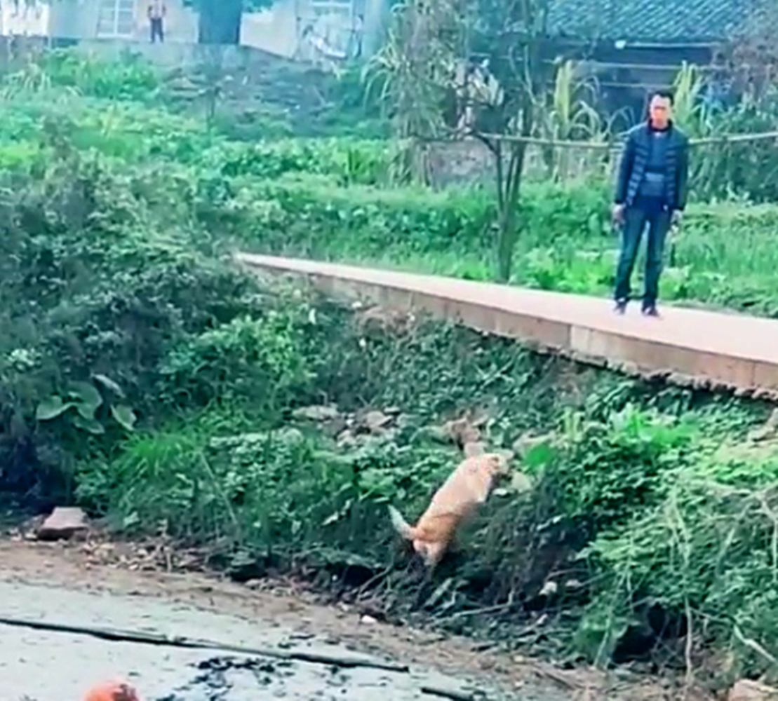 拉拉回鄉下玩泥坑，看到主人立馬跑上岸，網友：在挨揍的邊緣試探