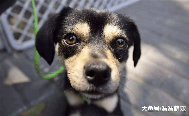 狗狗害不害怕被主人抛弃？网友：当然害怕了！