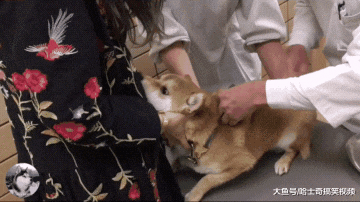 柴犬到医院打针，结果太紧张咬到主人，委屈的样子让人心疼