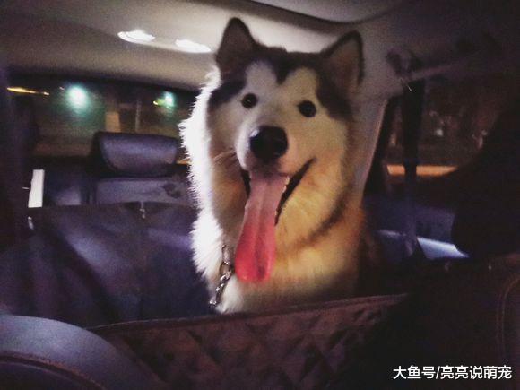 阿拉斯加“疯了”，玩了一天还不行，晚上还闹着出去