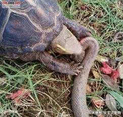 生生相克：鳄鱼能嚼碎龟壳，蟒蛇能生吞鳄鱼，乌龟也能制服蟒蛇！