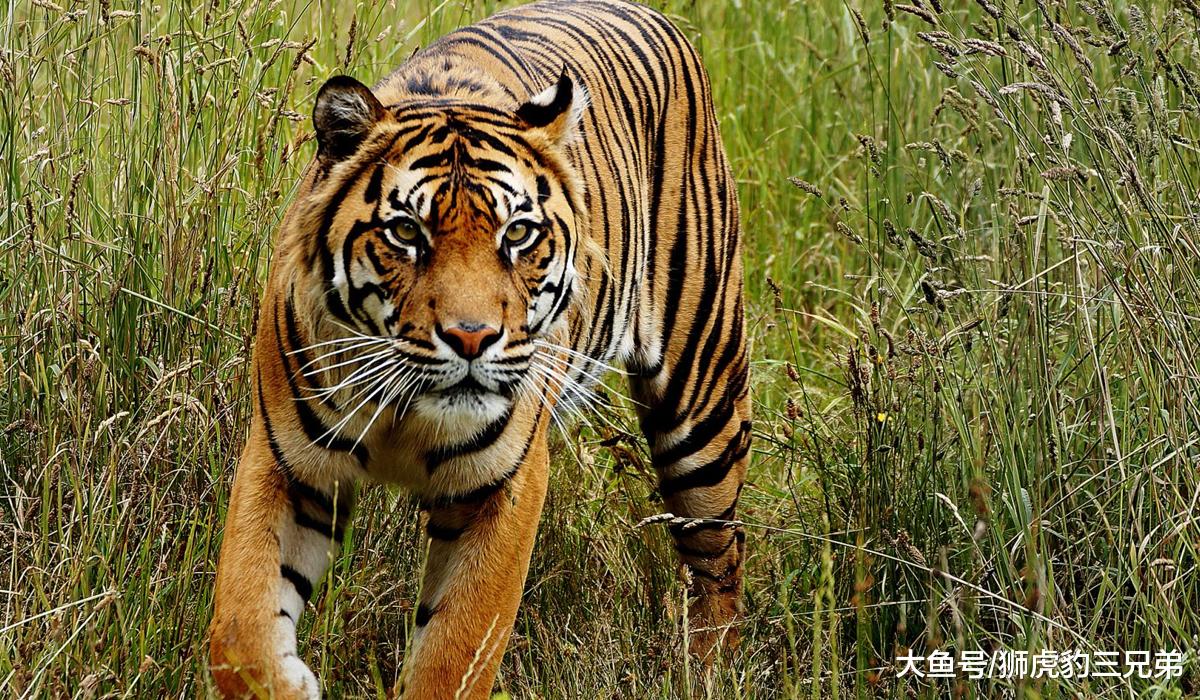 陈年巨猪：一种可以威胁到东北虎的存在，野外危险系数排名第一