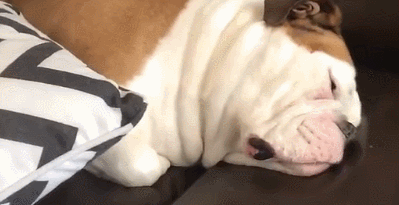 别嫌狗狗睡觉打鼻鼾吵！可能是狗狗想警醒你，这些疾病找上它了