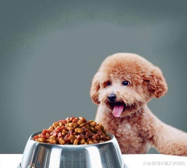 泰迪挑食怎么办？5大解决办法
