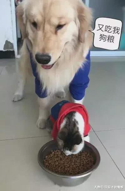 猫咪抢金毛午餐吃，金毛最终忍无可忍，把一旁的主人逗得开怀大笑