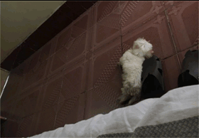 2个月大小遭遗弃，流浪20多天无人理，我与一只流浪狗的故事