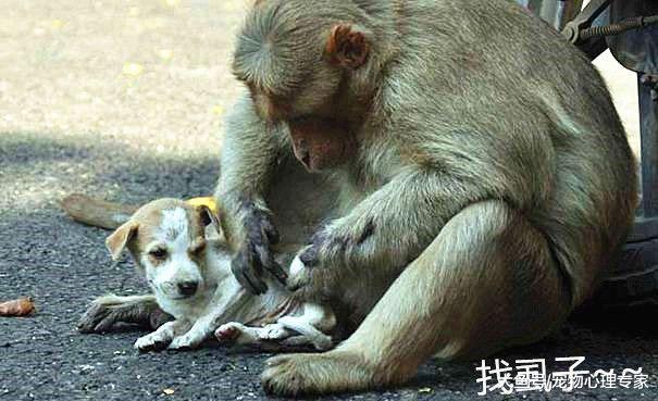 狗崽痛失媽媽孤苦伶仃，母猴發現做出的舉動，讓人感動不已