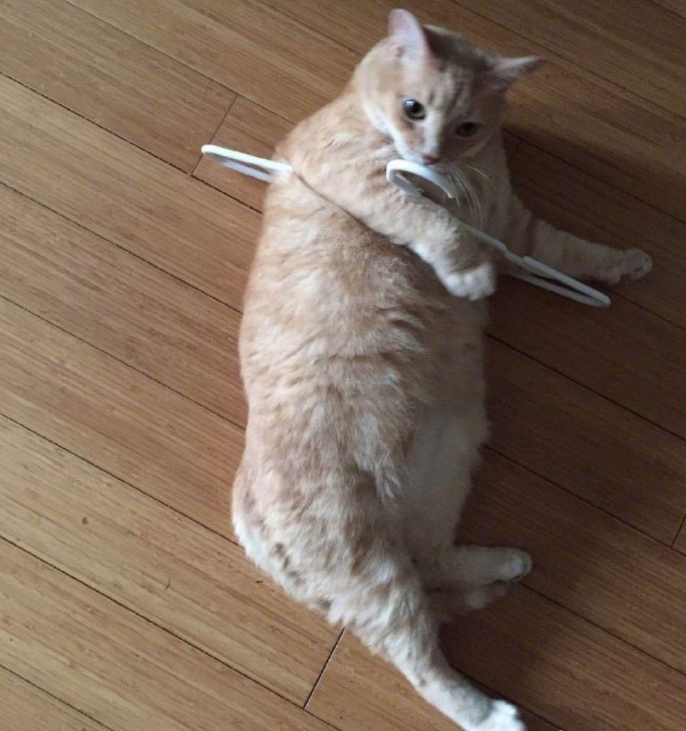 对猫咪来说, 最好的拍照道具竟然是...衣架?