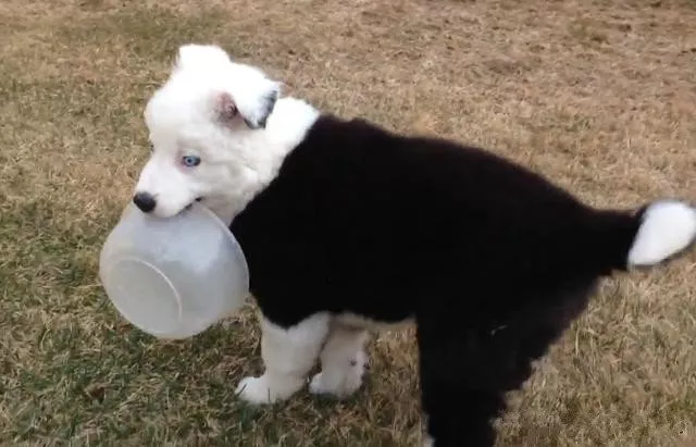 网友买了只二哈，看着有点怪，大家帮忙看看纯不？