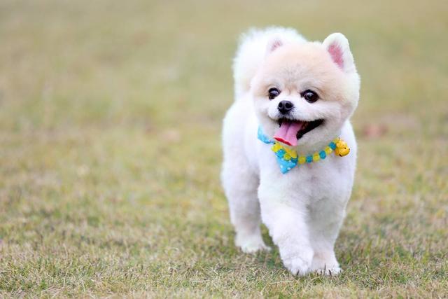 狗走丢后接到神秘电话说捡到狗，后改口说买的，竟要求付4500赎回