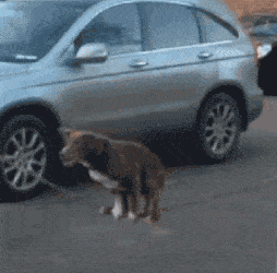 你就算买得起猫狗主食冻干粮，或许你的喂法和选择方法都是错的