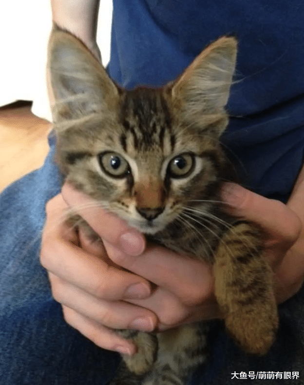 “我可以养它吗”自家猫叼回家一只流浪小奶猫，恳求铲屎官再养一只