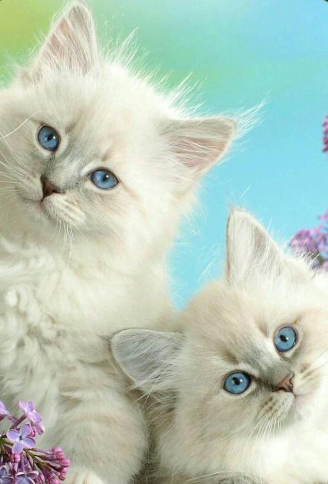 教你选猫系列，猫咪品种介绍及品相判断（6）——波斯猫