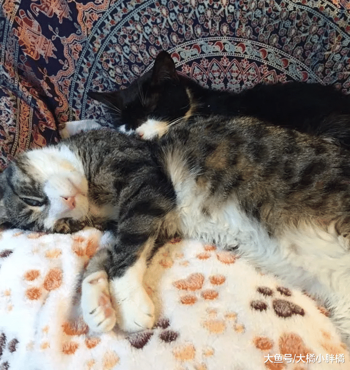 18岁老猫被送往收容所，妹妹也离世，老猫想绝食而亡却开启新生活