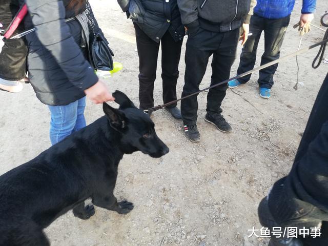 已经出售的黑狼犬不肯走, 买家无奈请求卖家帮忙搬运!