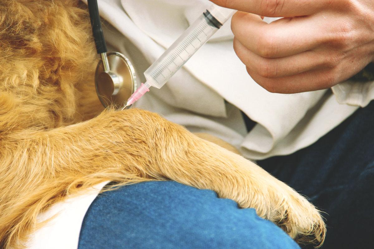 细小是什么? 细小对狗狗究竟有多大的伤害? 铲屎官要注意了