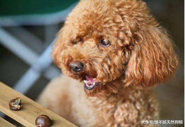 泰迪“长大成狗”的5个标志，命中3个说明它长大了，你家的有吗？