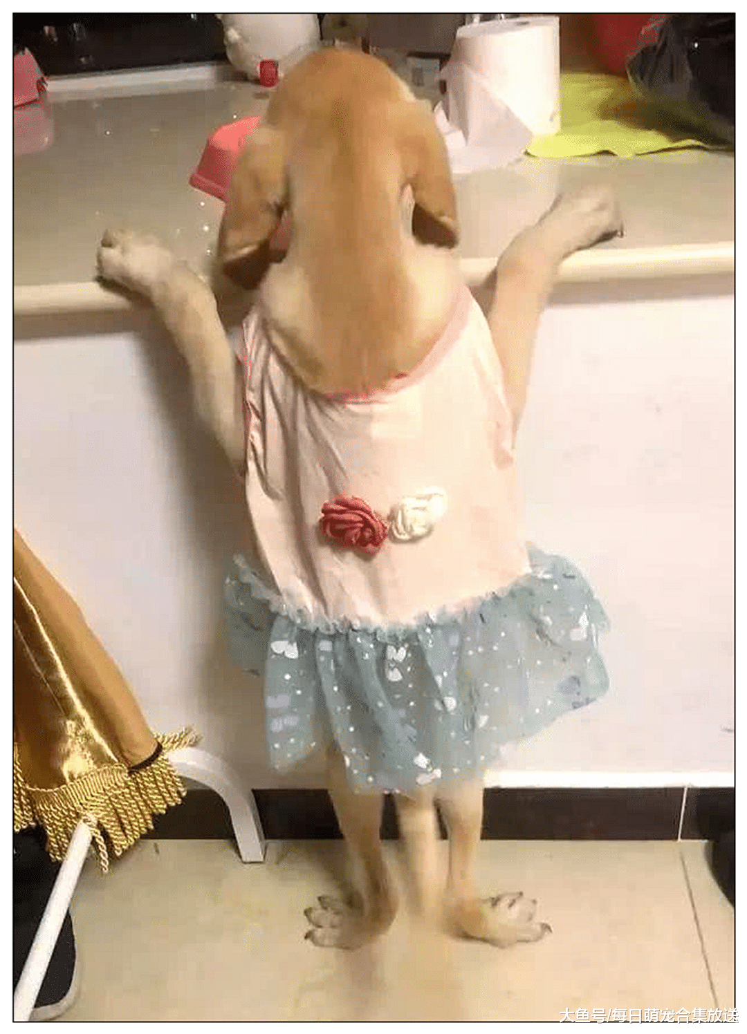 女主出门买菜，让女儿陪拉布拉多玩，回来看到这一幕后傻眼了