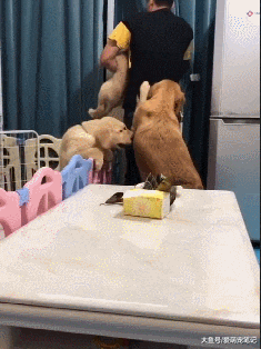 小奶狗偷吃粽子，网友假装生气把狗狗扔下楼，狗妈的举动好暖心！