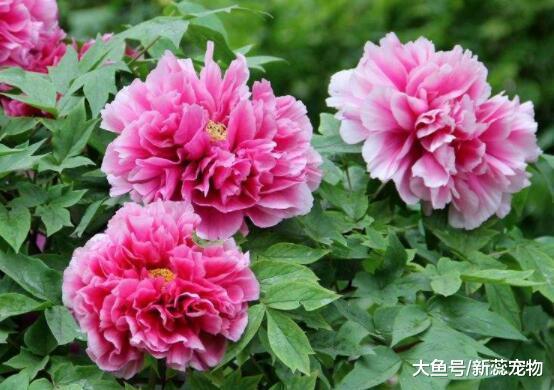 九月金秋送喜，财运一帆风顺，事业爱情双丰收的3大生肖