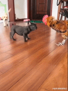 网友送给法斗一只大公鸡，结果狗狗还假装镇定，汪：好大的玩具啊