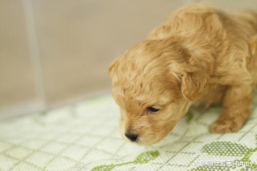 如何照顧好一只處于幼稚期的狗狗，三招教你輕松寵它！