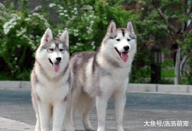 ?养这5种狗之前，一定要考虑清楚，因为它们的开销太大了