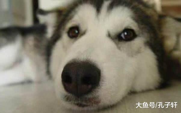 带二哈去学游泳, 半小时之后, 主人悔的恨不得抽自己两巴掌