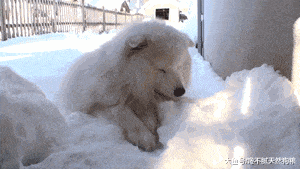 害怕狗狗冷给它穿衣服? 这5种狗狗, 千万别乱穿, 有危险!