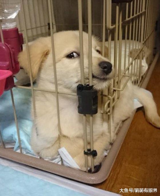 狗，是一种很喜欢用嘴卡住栏杆的动物……