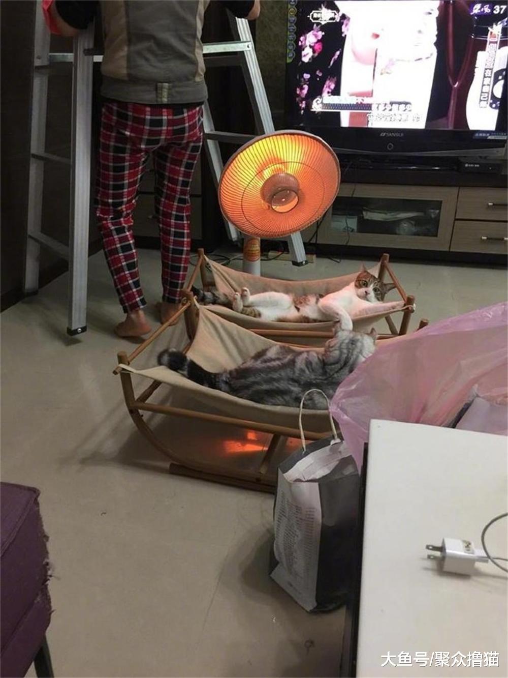 吃鸡游戏开挂成神, 宠物开挂的场面你见过吗? 有个猫竟会倒车入库