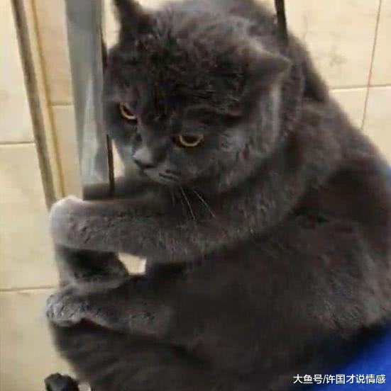 蓝猫为了拒绝洗澡，用尽全身力气在演戏，看到它那小眼神笑喷了！