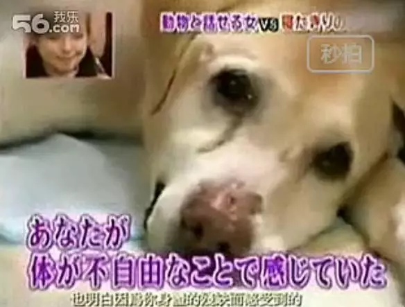 狗狗即将离世，有人翻译出了狗狗的遗言，眼泪控住不住了------