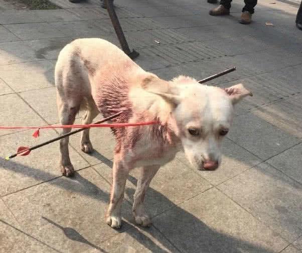狗狗背著一支箭在街上走，路人以為是惡搞，走近一看情況令人揪心